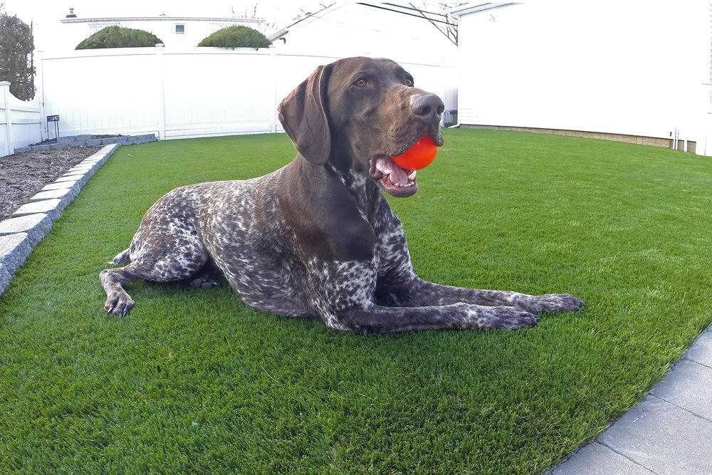 San Francisco artificial pet turf